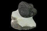 Bargain, Enrolled, Pedinopariops Trilobite - Mrakib, Morocco #137587-1
